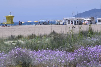 Imatge de zona dunar de la platja de Castelldefels / ARXIU