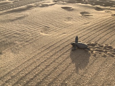 Una de les cries de tortuga nascudes a Castelldefels l'any 2019 / ARXIU.