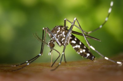 Mosquit Aedes albopictus