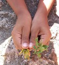 Domingo Verde en Cal Ganxo - La vegetación mediterránea: paseo y confección de un herbario