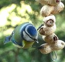 Observación de aves y taller de comederos 🚀