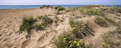 Las dunas de la playa de Castelldefels.