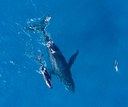 Los grandes animales marinos