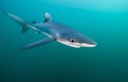 Tiburones en peligro