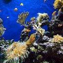 Jugatecambiental - ¡Hagamos de biólogas y biólogos marinos!