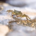 Invertebrados marinos