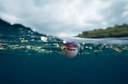 La mar de plásticos