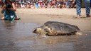 La Fundación CRAM libera por primera vez en Castelldefels a cinco tortugas marinas rescatadas