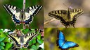 El Parque del Castillo destaca como punto clave para la observación de mariposas