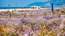 ¿Quiere participar en una ruta guiada por las dunas de Castelldefels?