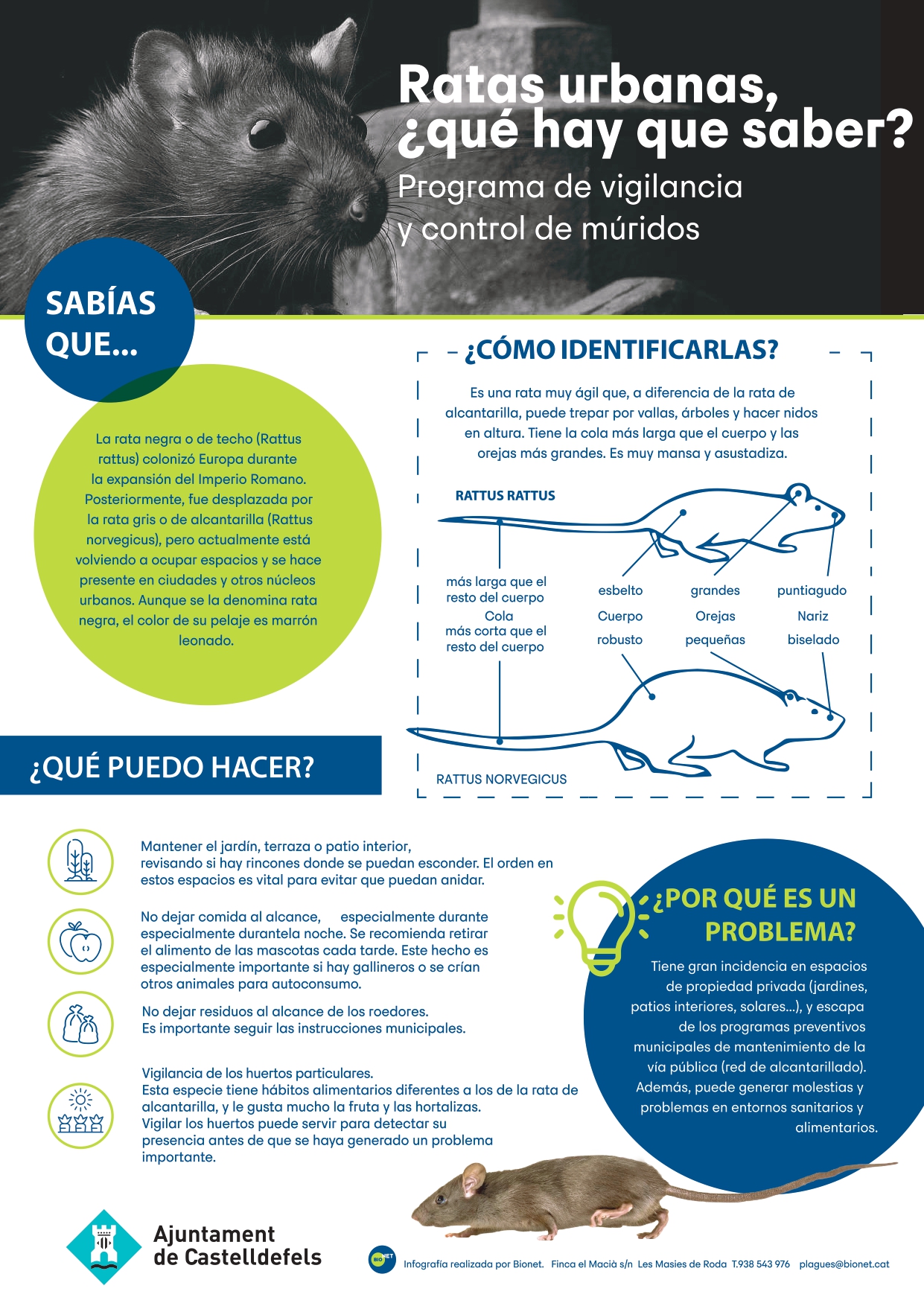 Ratas urbanas - Programa de vigilancia del Ayuntamiento de Castelldefels.jpg